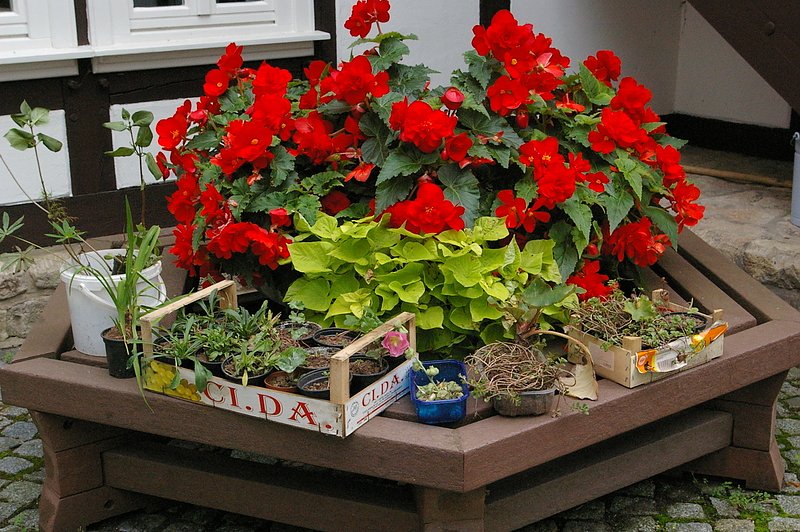 20 Jahre Landfrauen Worbis