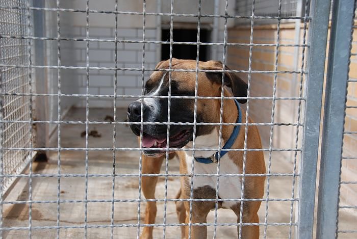 Tierheimfest  in Nordhausen