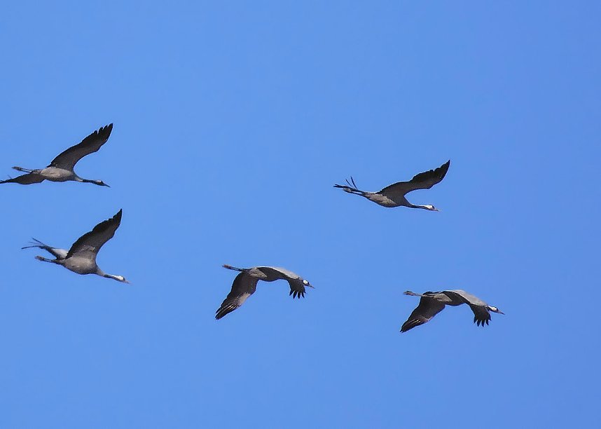 Die Flugschau ist er&ouml;ffnet