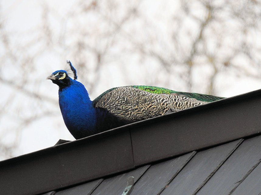 Fr&uuml;hlingserwachen in der Vogelwelt