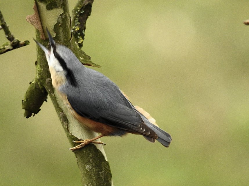 Fr&uuml;hlingserwachen in der Vogelwelt
