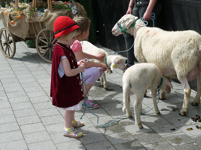 fest der L&auml;mmerschw&auml;nze