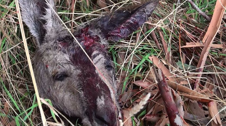 Grausame Jagd auf K&auml;ngurus