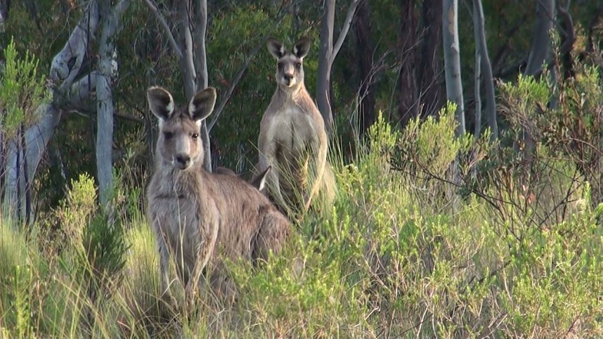 Grausame Jagd auf K&auml;ngurus