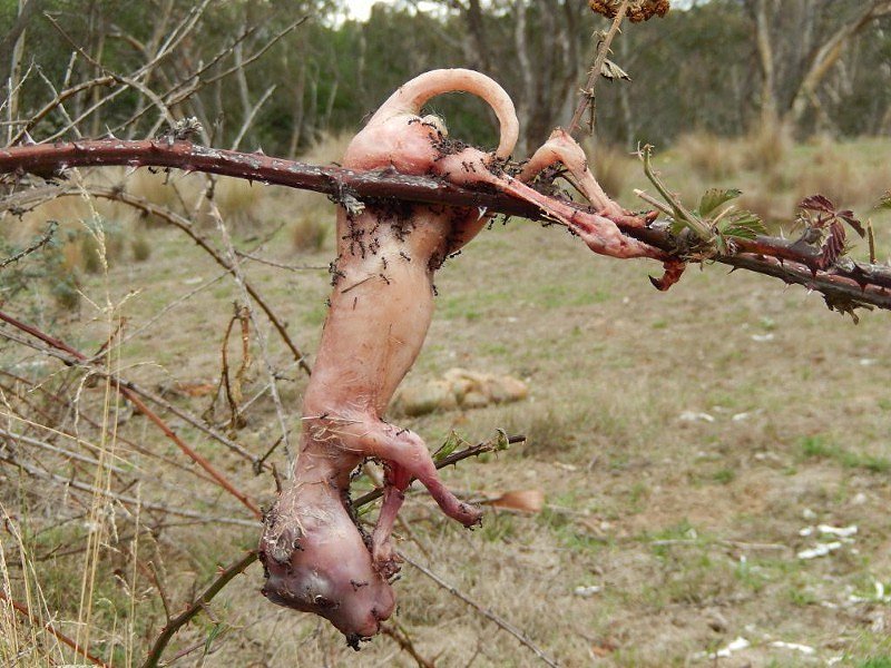 Grausame Jagd auf K&auml;ngurus