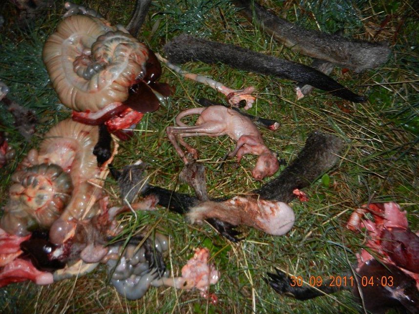 Grausame Jagd auf K&auml;ngurus