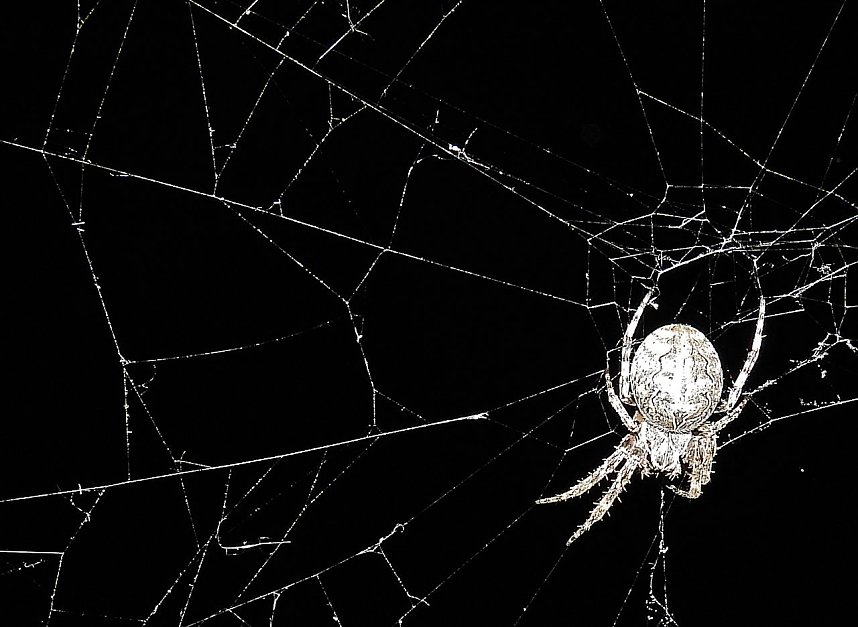 Spinnen im Mondschein am Goitzsche See