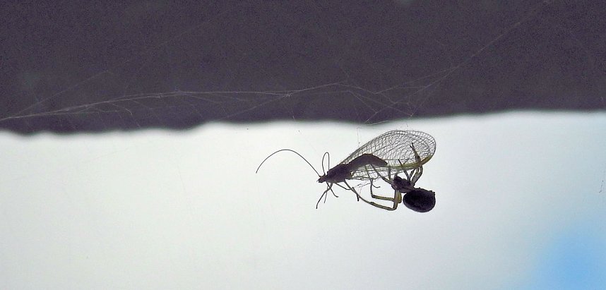 Der Kampf ums &Uuml;berleben