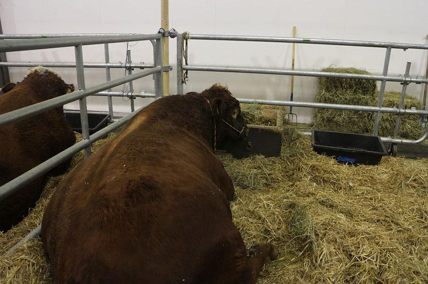 Gr&uuml;ne Woche 2017 in Berlin