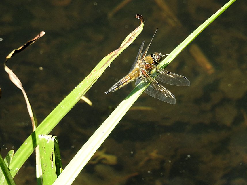 Lustwandeln im Park von Oranienbaum