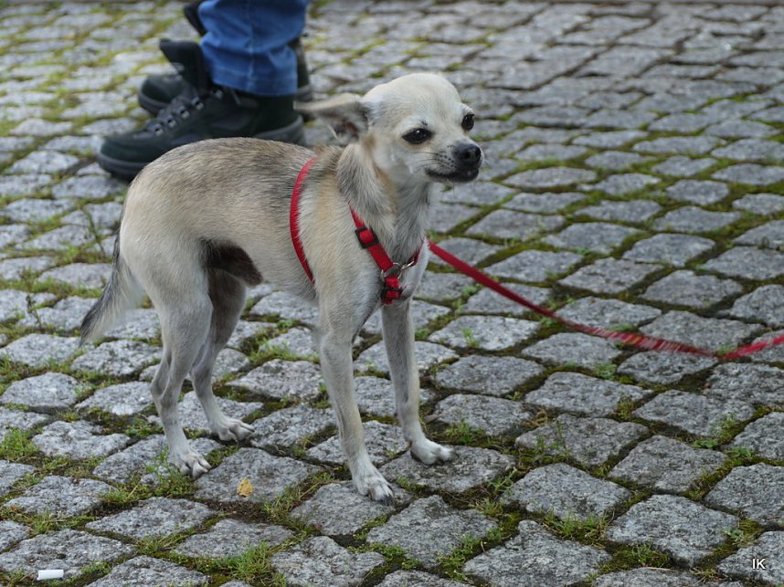 Eichsfelder Wandertag in Kreuzebra am 2. Juli 2017