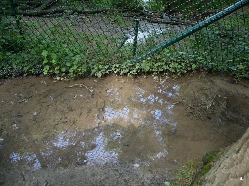 Quellen sprudeln &uuml;ber im B&auml;renpark