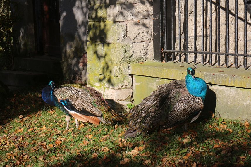 Goldener Herbst im B&auml;renpark Worbis