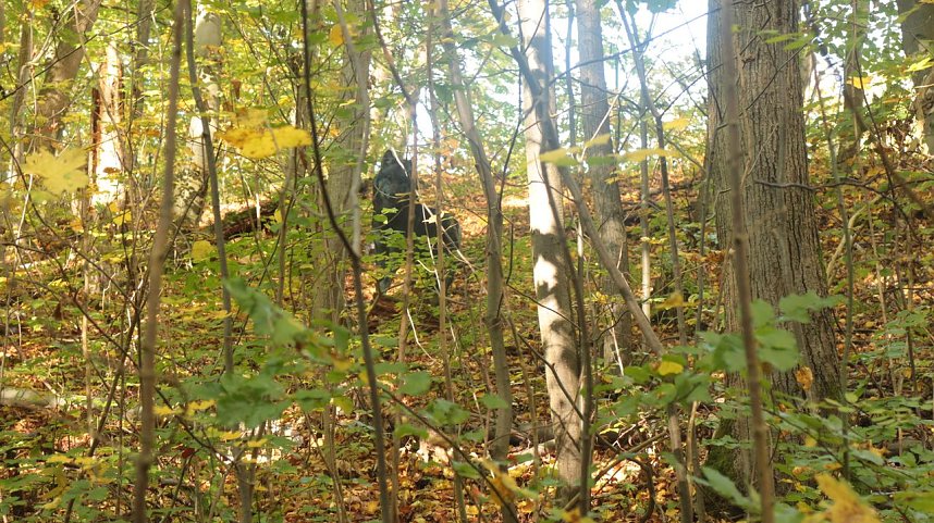 Goldener Herbst im B&auml;renpark Worbis