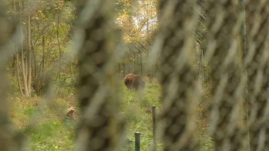 Goldener Herbst im B&auml;renpark Worbis