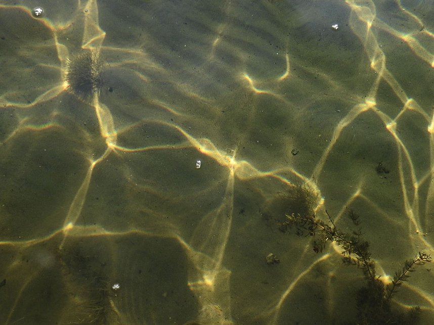 Lichtspiele am Seelhausener See