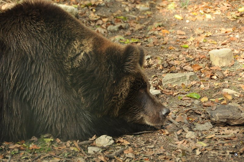 Heute im B&auml;renpark