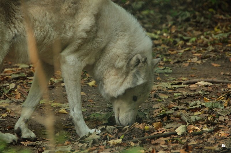 Heute im B&auml;renpark