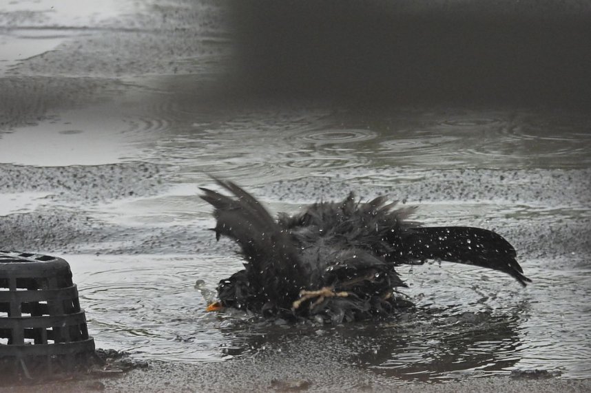 Amselbad in Nordhausen