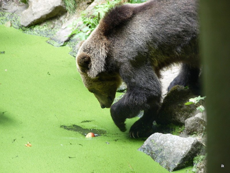 Spende f&uuml;r den B&auml;renpark