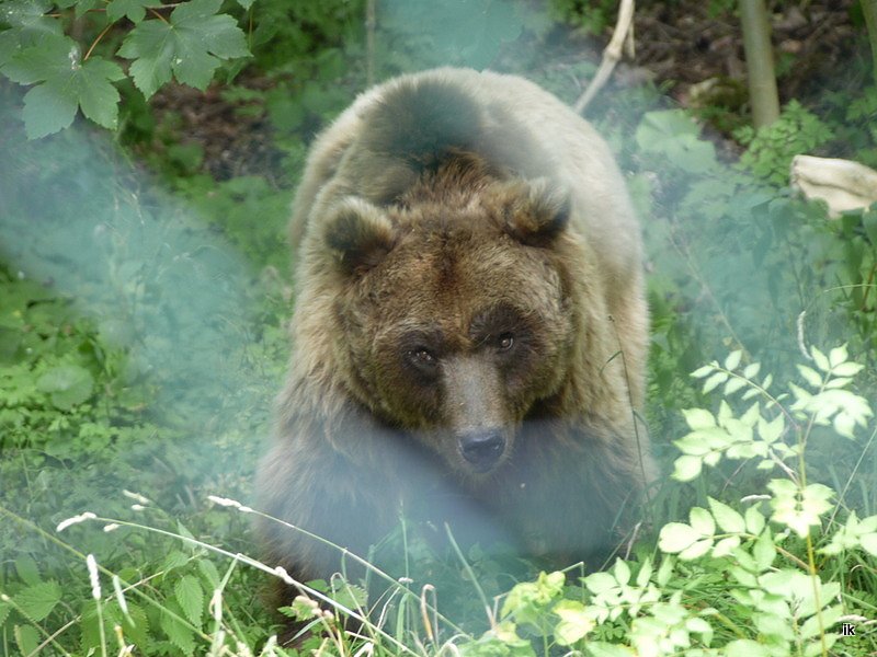 Spende f&uuml;r den B&auml;renpark