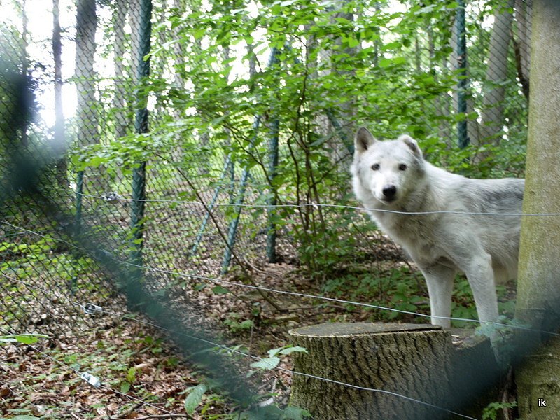 Ferienaktion Wolfsspur