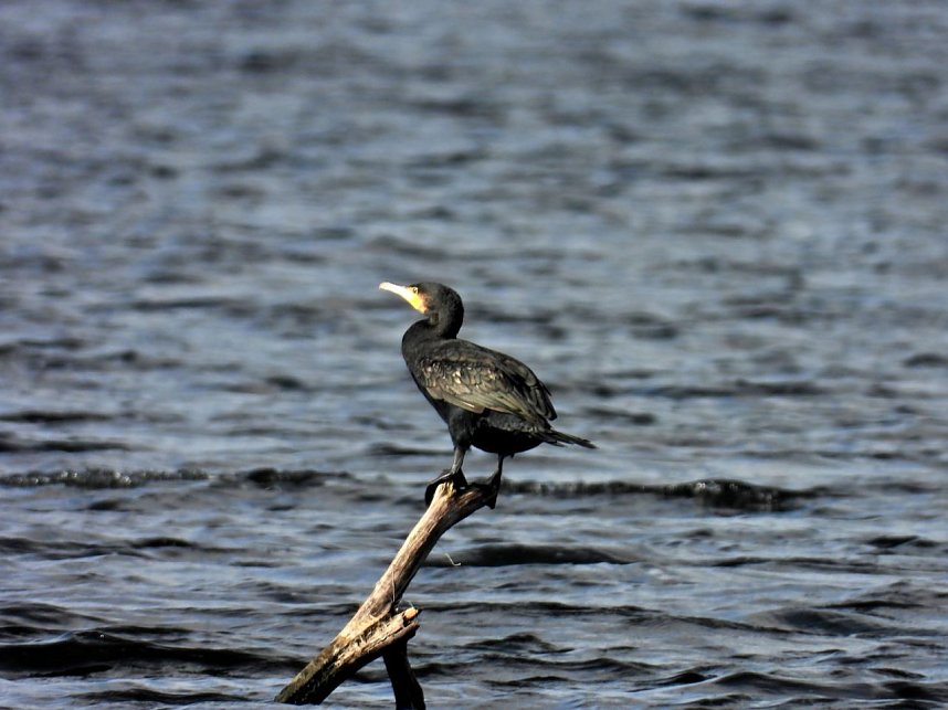 Peter Blei am Muldestausee