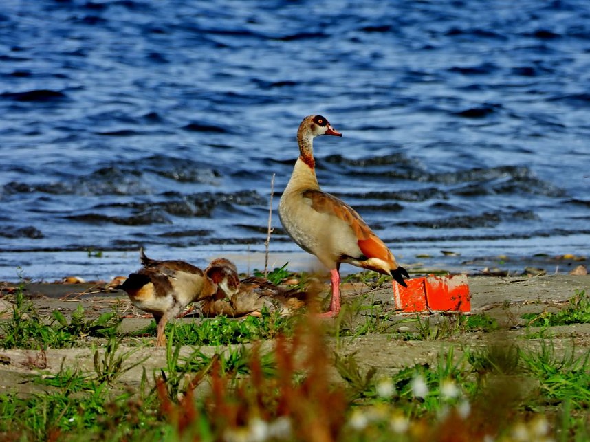 Peter Blei am Muldestausee