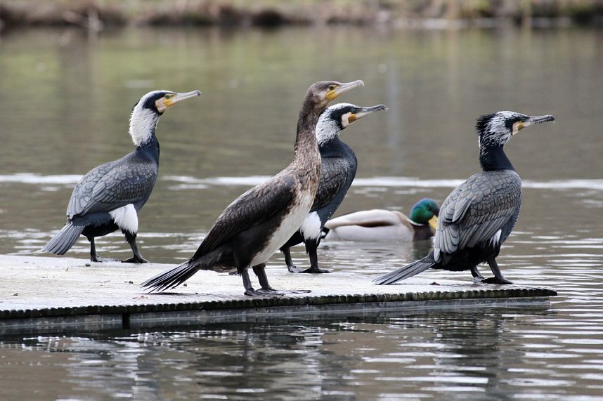 Kormorane in Nordhausen im Stadtpark 