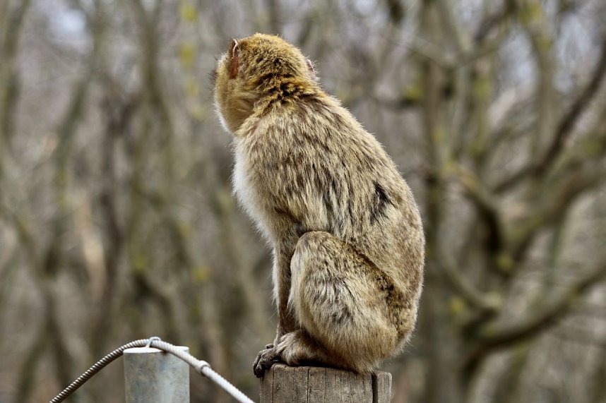 Besuch im Affenpark Strau&szlig;berg