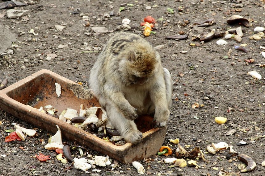 Besuch im Affenpark Strau&szlig;berg