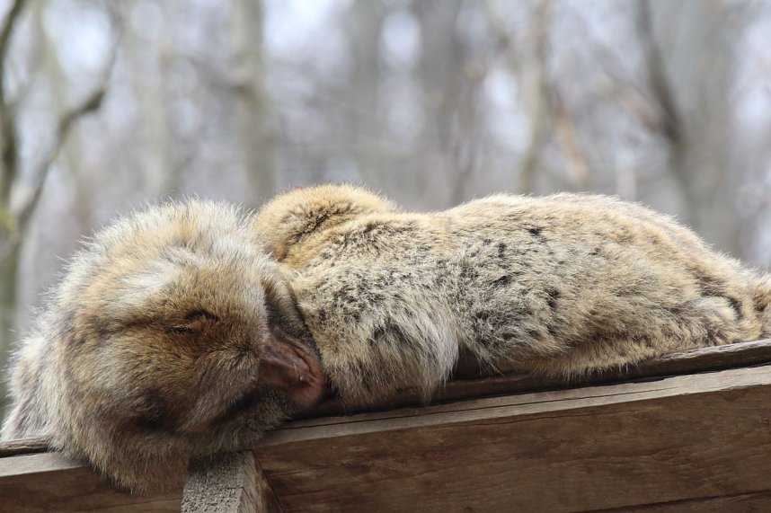 Besuch im Affenpark Strau&szlig;berg