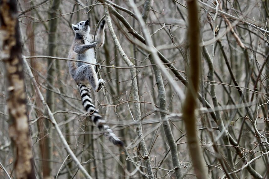 Besuch im Affenpark Strau&szlig;berg
