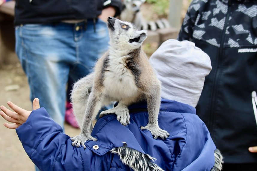 Besuch im Affenpark Strau&szlig;berg
