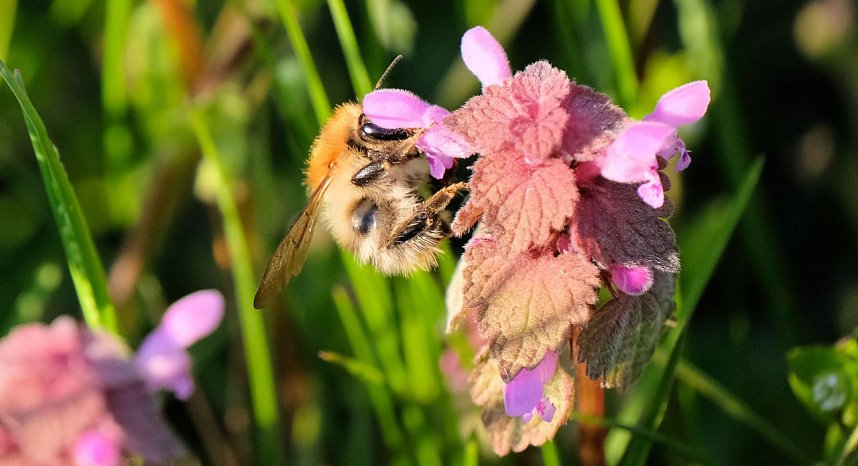 Summender Fr&uuml;hling 
