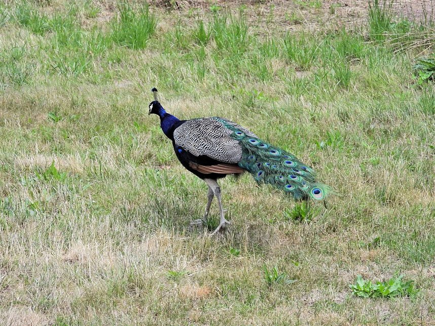 Im W&ouml;rlitzer Park