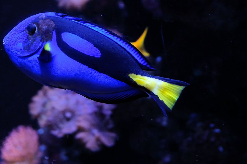 Jahreswechsel in der deutschen Hauptstadt