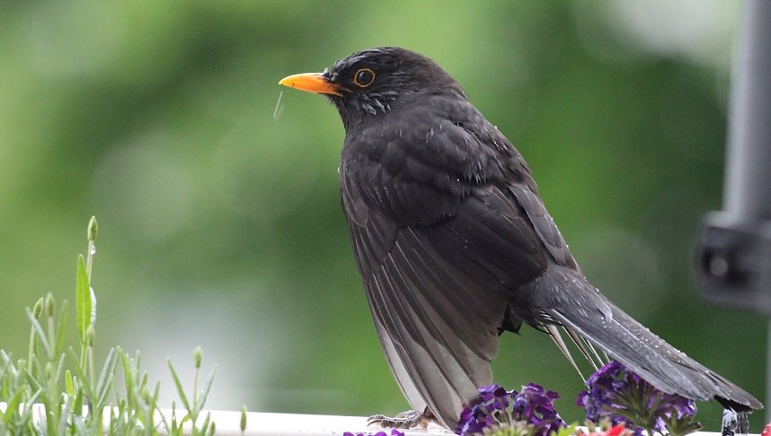 Amsel in Mai