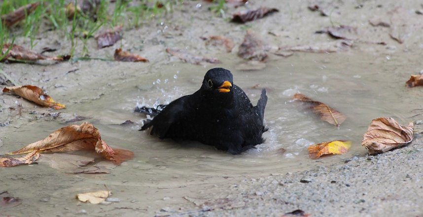 Amselbad im September