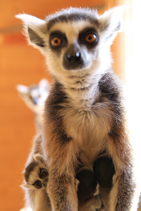 Kattaweibchen adoptiert fremdes Affenbaby