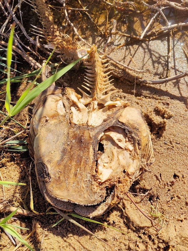 Peter Blei unterwegs in Je&szlig;nitz