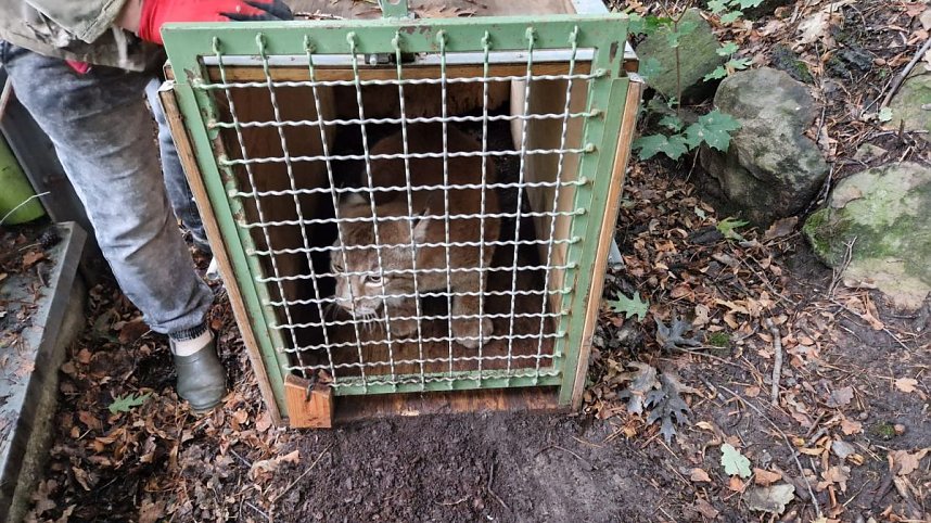 Neuank&ouml;mmling im B&auml;renpark