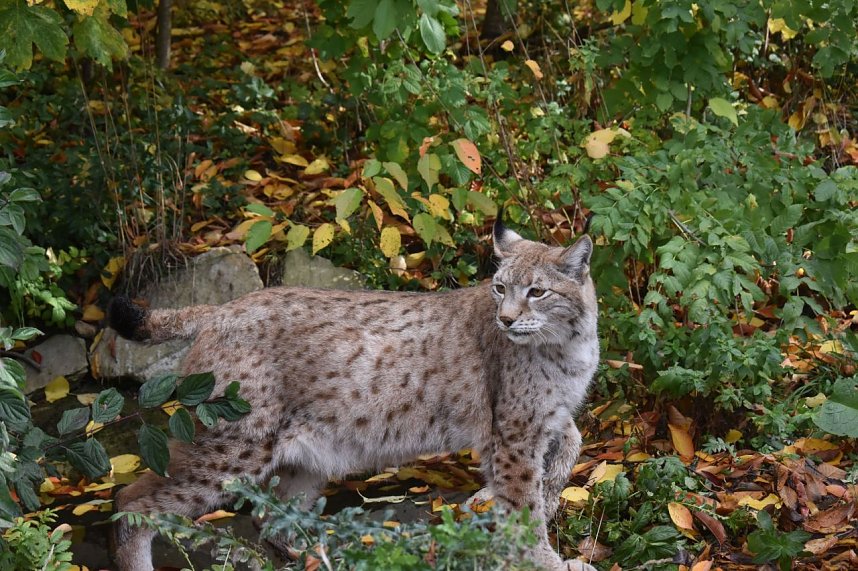 Mit Elba ist der zweite "Waldgeist" im B&auml;renpark eingezogen
