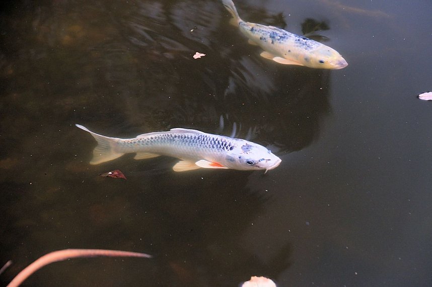 Saisonabschluss im Rosarium