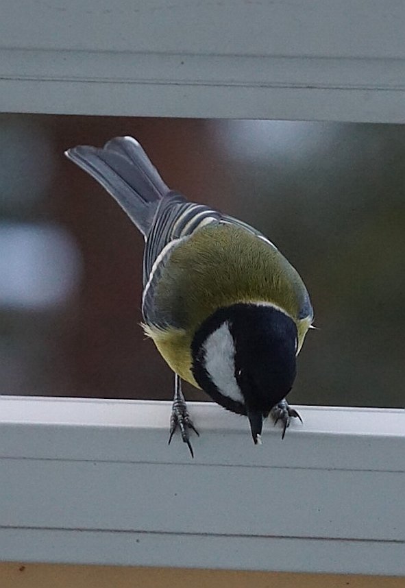 Kohlmeisen freuen sich &uuml;ber eine F&uuml;tterung im Winter