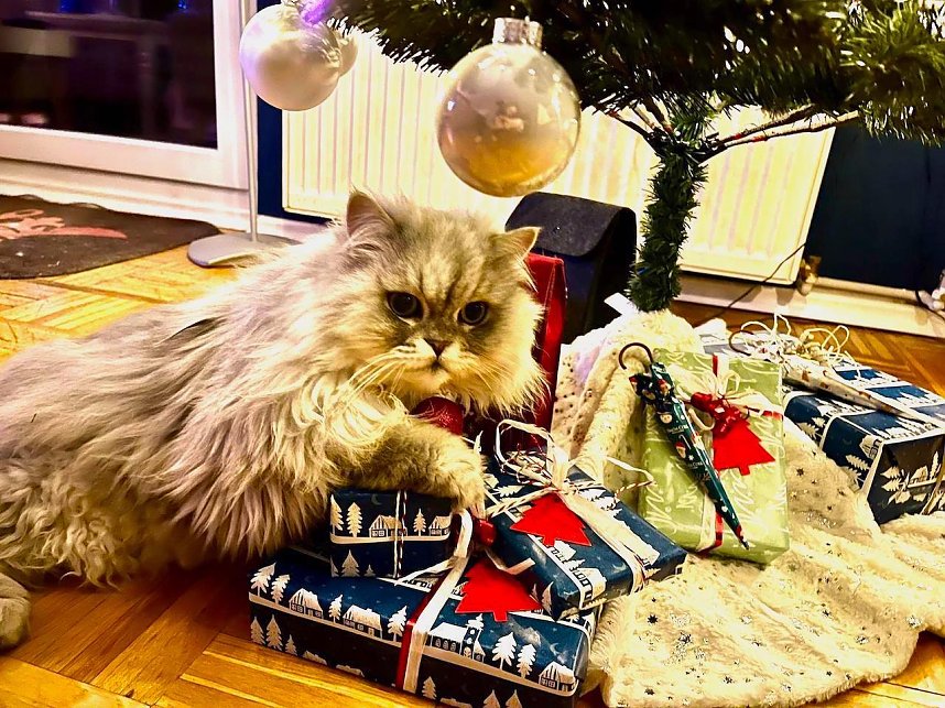 Willy und die Weihnachtsgeschenke