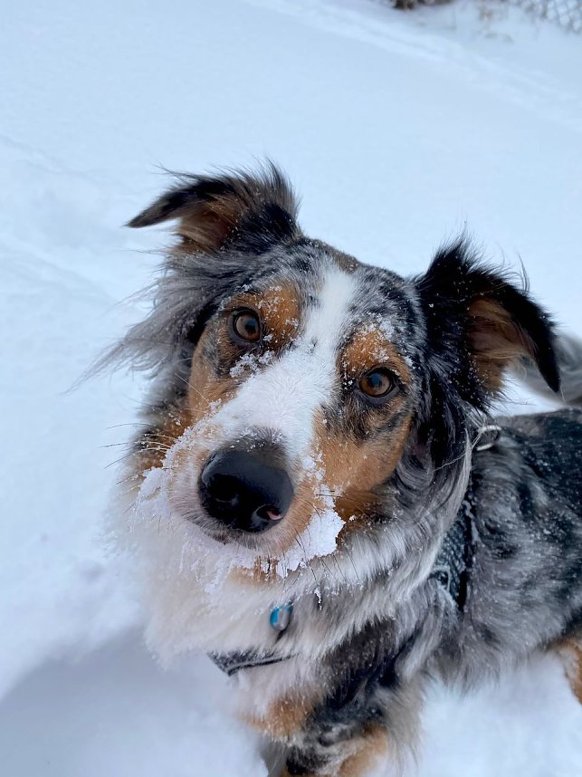 Familienhund Mila im Schnee