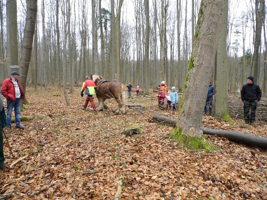 Pferde ziehen Baumst&auml;mme aus dem Wald