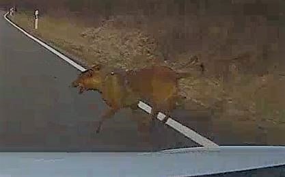 Bild des verletzten Tieres