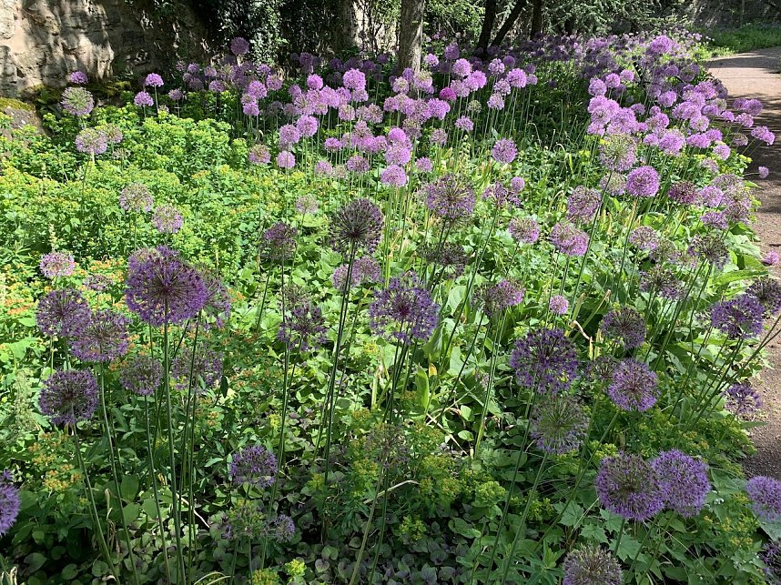 Impressionen aus der Rosenstadt Bad Langensalza